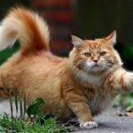 how-to-get-a-female-cat-to-lose-weight